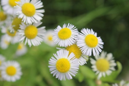 大花飞燕的养殖方法和注意事项