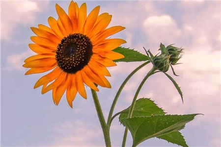 向日葵为什么总是向着太阳转