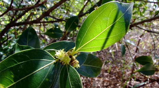 叶新浙江省法学会