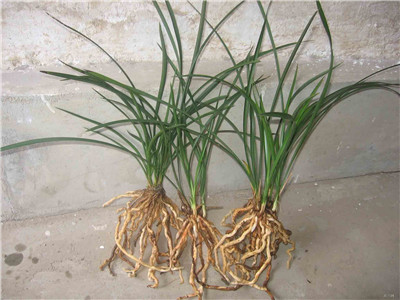 兰花盆景制作与养护技巧