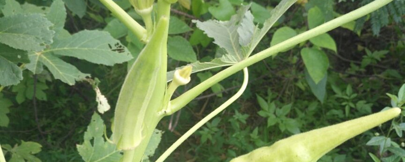 秋葵什么时候播种最好秋葵一年种几次(秋葵 什么时候种)