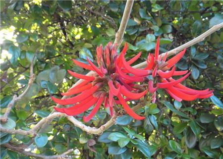 龙牙花的养殖方法和注意事项视频