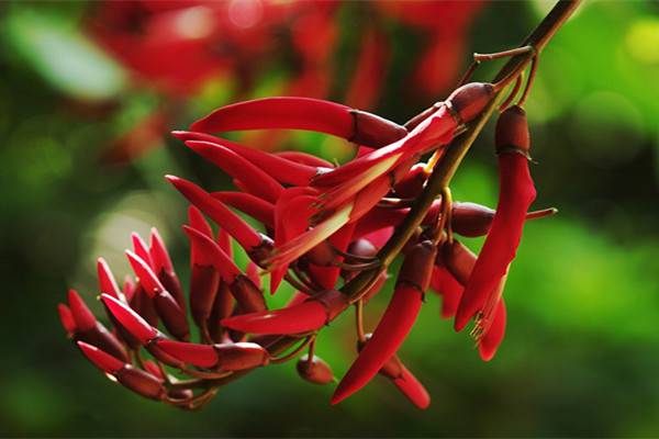 龙牙花的养殖方法和注意事项(龙牙花的养殖方法和注意事项视频)