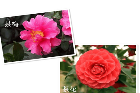 茶梅与山茶