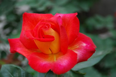 香水月季的栽培方法