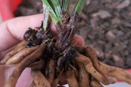 兰花茎腐病用什么药预防