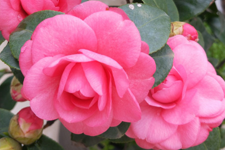 茶花落叶是怎么回事怎样处理