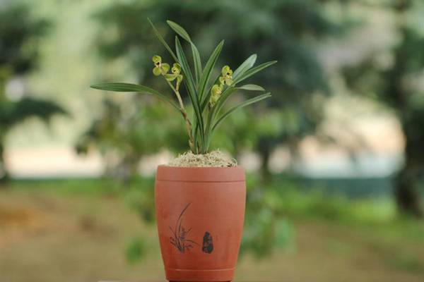 兰花盆景的制作方法(兰花盆景制作与养护技巧)