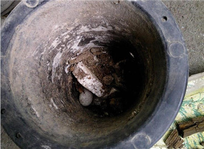 兰花盆景制作与养护技巧