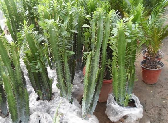 这盆花摆在客厅的哪个角落更好看呢