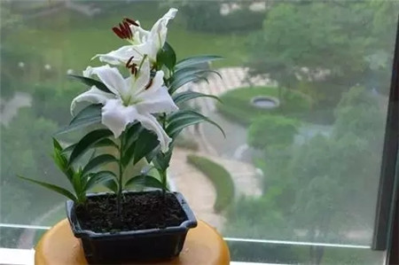 百合球怎么养殖