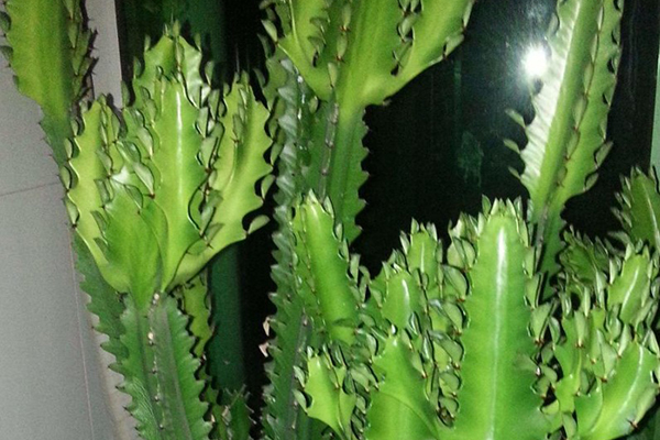 这花摆一盆放客厅可以“辟邪”“旺运”关键是好养(这盆花摆在客厅的哪个角落更好看呢)