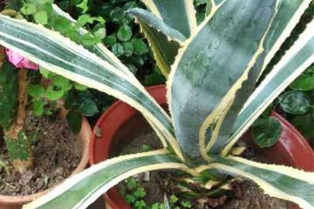 龙舌兰施什么肥