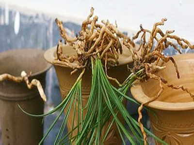 兰花茎腐病用什么药预防