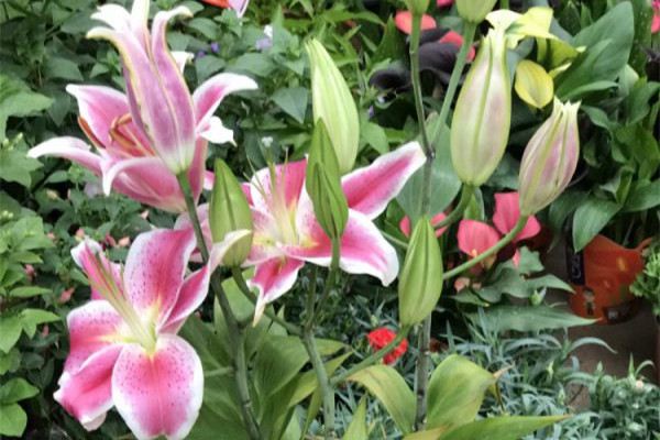 百合——如何养种球(百合球怎么养殖)