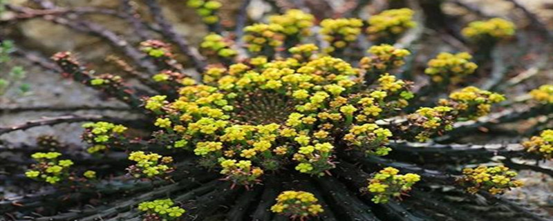 孔雀球叶插方法(孔雀球虫病的症状和治疗方法)