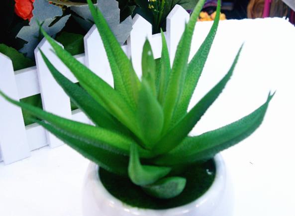 芦荟受冻变软怎么补救