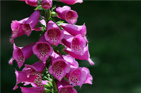 洋地黄的养殖方法和注意事项是什么