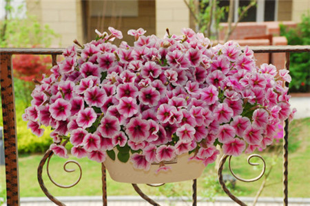 矮牵牛花的养殖方法及时间