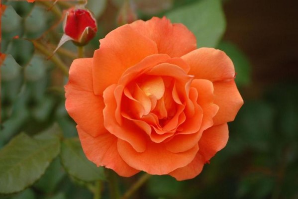 香水月季的养殖方法(香水月季的栽培方法)