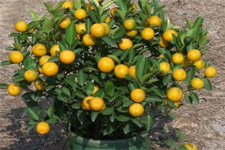 四季桔的养殖方法