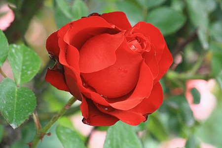 香水月季的栽培方法