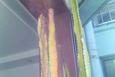 龙骨干叶子咋办