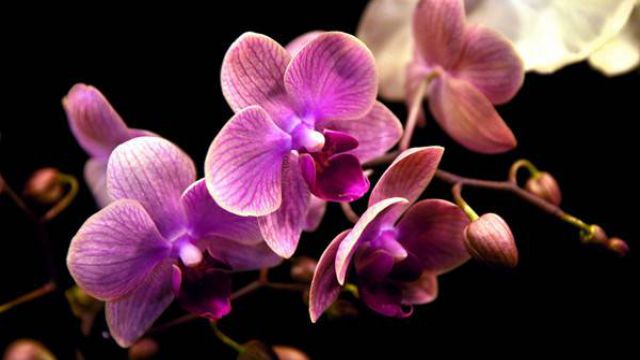 蝴蝶兰的繁殖方法技术大全(蝴蝶兰繁殖方法和注意事项)