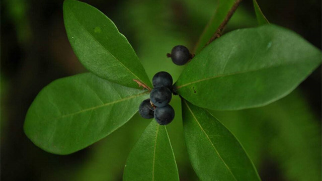 卵叶新木姜子功效(叶新浙江省法学会)