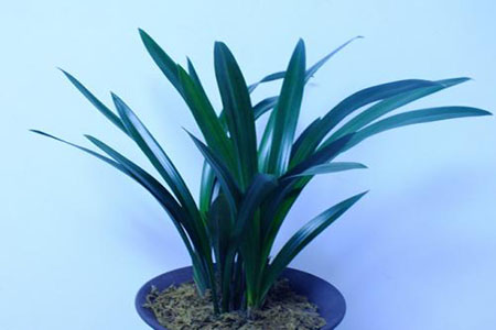 墨兰不开花是假的吗