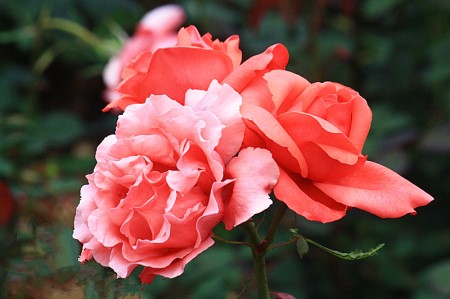 香水月季的栽培方法