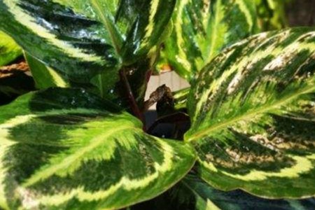 合果芋花有毒吗适合家庭养殖吗