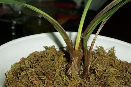 兰花茎腐病用什么药预防