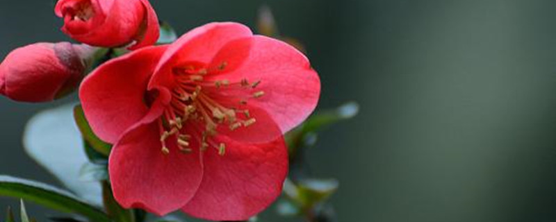 植物的呼吸作用(植物的呼吸作用实验)