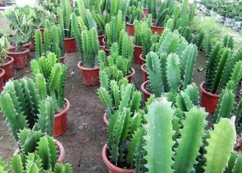 这盆花摆在客厅的哪个角落更好看呢