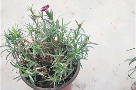 康乃馨叶子干黄怎么办