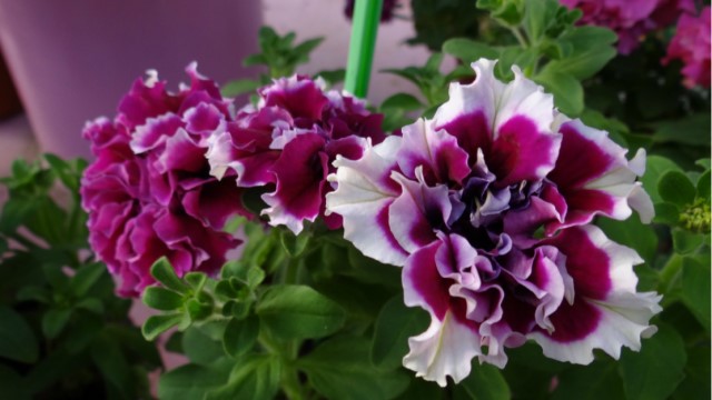 矮牵牛的养殖方法和注意事项(矮牵牛花的养殖方法及时间)