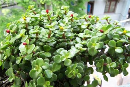 金枝玉叶盆景怎么养根变大