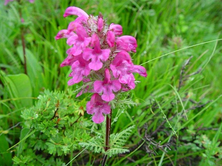 中国马先蒿的作用与功效