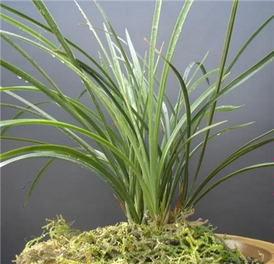 兰花盆景制作与养护技巧