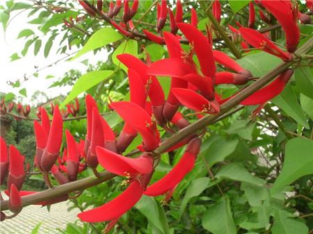 龙牙花的养殖方法和注意事项视频