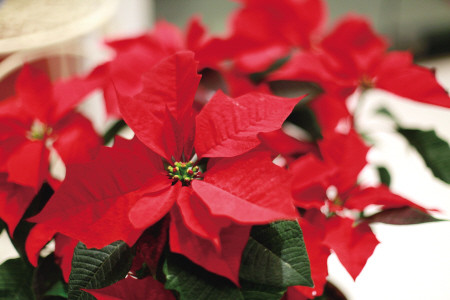 一品红叶子干枯怎么办