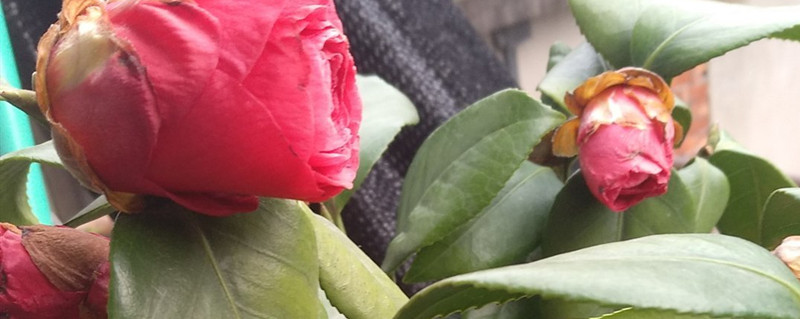 茶花落叶怎么办(茶花落叶是怎么回事怎样处理)