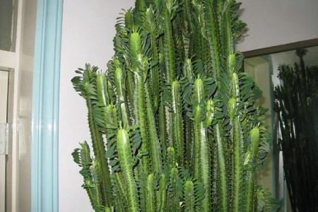 龙骨干叶子咋办