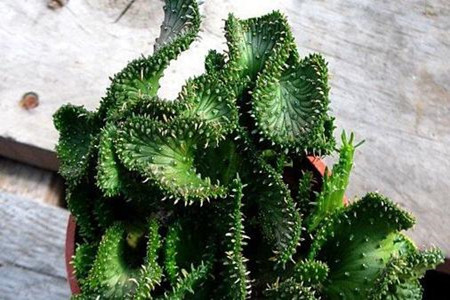 孔雀球虫病的症状和治疗方法