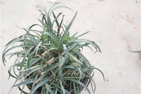 康乃馨叶子干黄怎么办