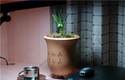 兰花盆景制作与养护技巧