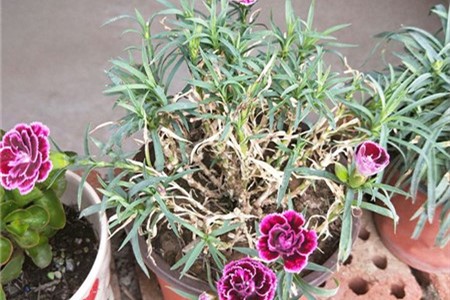 康乃馨叶子干黄怎么办