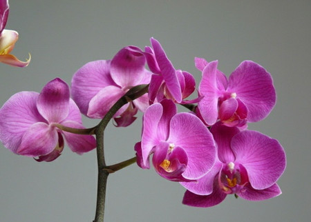 蝴蝶兰繁殖方法和注意事项