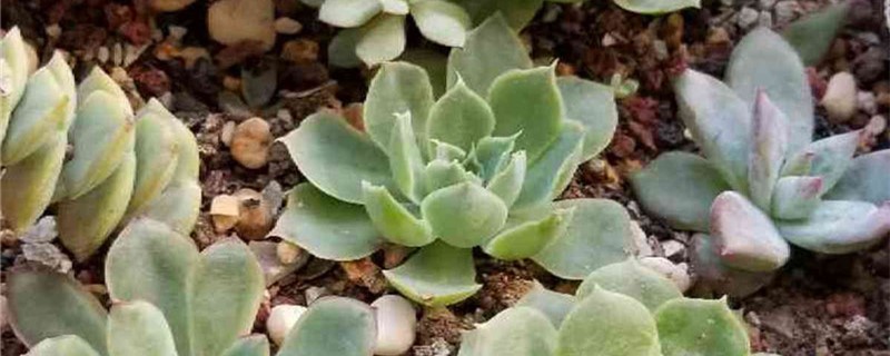 秀妍的养殖方法和注意事项(秀妍好养活吗)